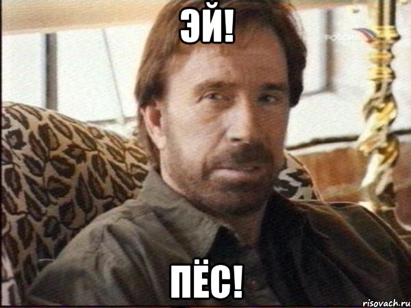 эй! пёс!