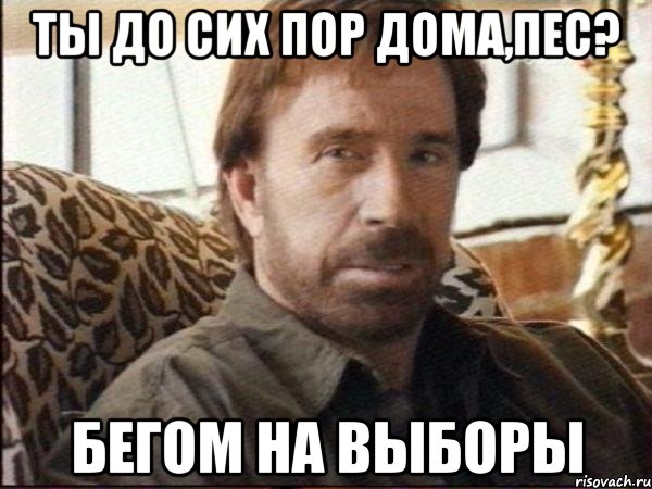 ты до сих пор дома,пес? бегом на выборы