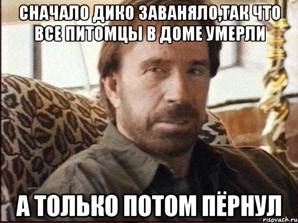 сначало дико заваняло,так что все питомцы в доме умерли а только потом пёрнул