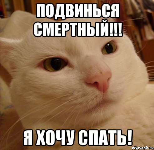 подвинься смертный!!! я хочу спать!, Мем Дерзкий котэ