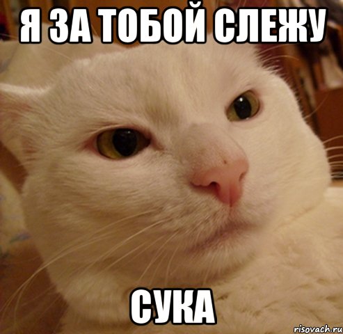 я за тобой слежу сука, Мем Дерзкий котэ