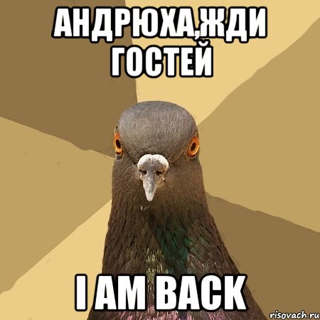 андрюха,жди гостей i am back, Мем голубь