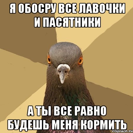 я обосру все лавочки и пасятники а ты все равно будешь меня кормить, Мем голубь