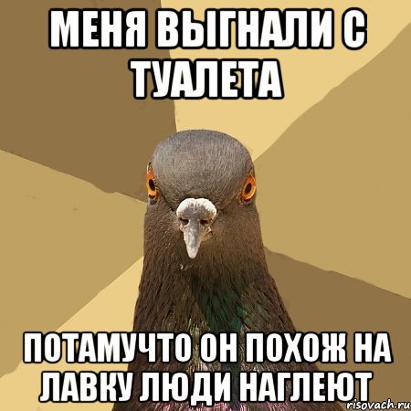 меня выгнали с туалета потамучто он похож на лавку люди наглеют, Мем голубь