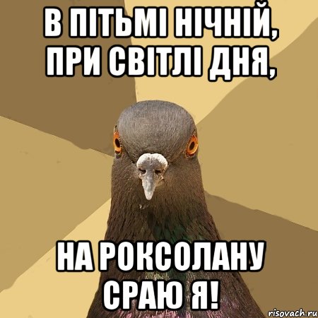 в пітьмі нічній, при світлі дня, на роксолану сраю я!, Мем голубь