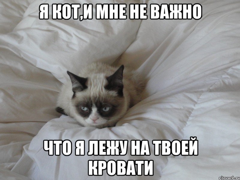 я кот,и мне не важно что я лежу на твоей кровати, Мем  грампи кэт