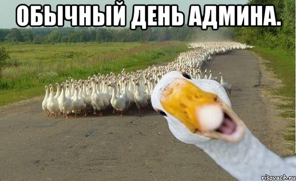 обычный день админа. , Мем гуси