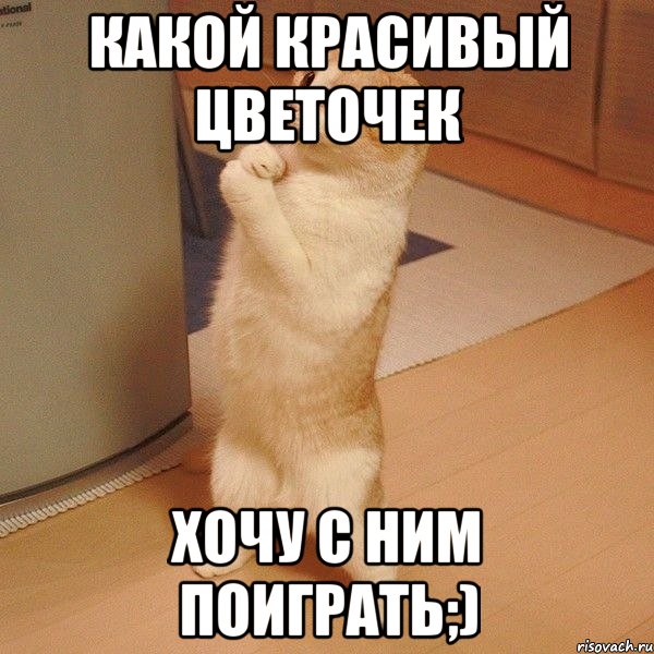 какой красивый цветочек хочу с ним поиграть;), Мем  котэ молится