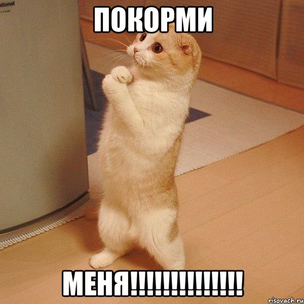 покорми меня!!!, Мем  котэ молится