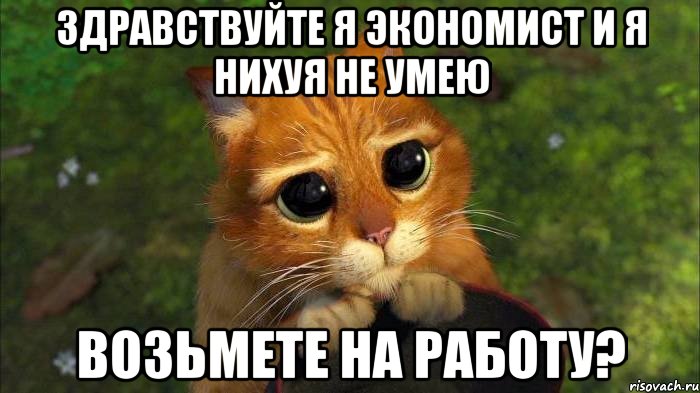 здравствуйте я экономист и я нихуя не умею возьмете на работу?, Мем кот из шрека