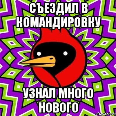 съездил в командировку узнал много нового, Мем Омская птица