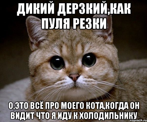 дикий дерзкий,как пуля резки о,это всё про моего кота,когда он видит что я иду к холодильнику, Мем Пидрила Ебаная