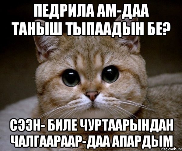 педрила ам-даа таныш тыпаадын бе? сээн- биле чуртаарындан чалгаараар-даа апардым, Мем Пидрила Ебаная