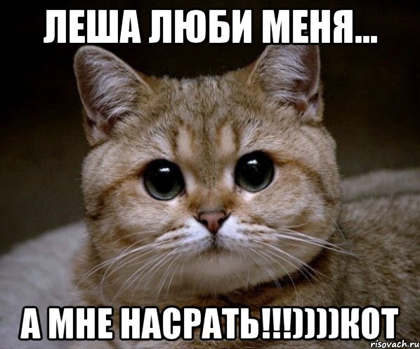 леша люби меня... а мне насрать!!!))))кот, Мем Пидрила Ебаная