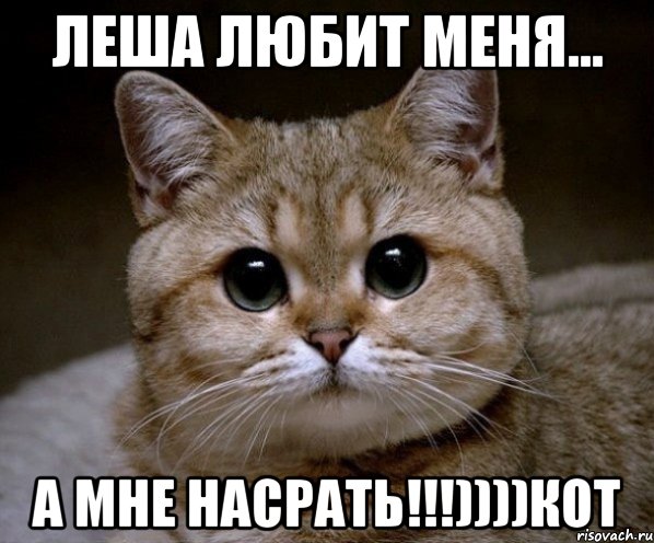 леша любит меня... а мне насрать!!!))))кот, Мем Пидрила Ебаная