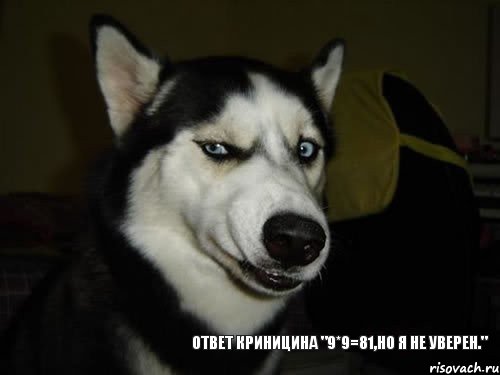 Ответ Криницина "9*9=81,но я не уверен.", Комикс  Собака подозревака