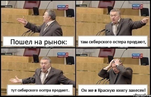 Пошел на рынок: там сибирского остера продают, тут сибирского осетра продают.. Он же в Красную книгу занесен!, Комикс Жирик в шоке хватается за голову