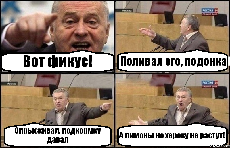 Вот фикуc! Поливал его, подонка Опрыскивал, подкормку давал А лимоны не хероку не растут!, Комикс Жириновский