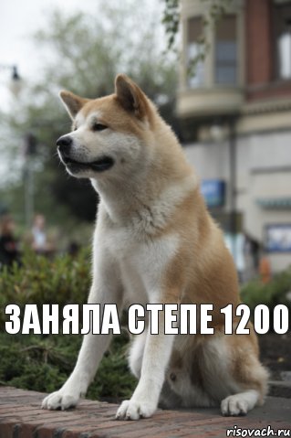  заняла степе 1200, Мем  Хатико ждет