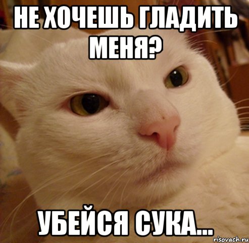 не хочешь гладить меня? убейся сука..., Мем Дерзкий котэ