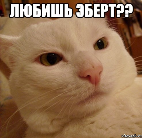 любишь эберт?? , Мем Дерзкий котэ