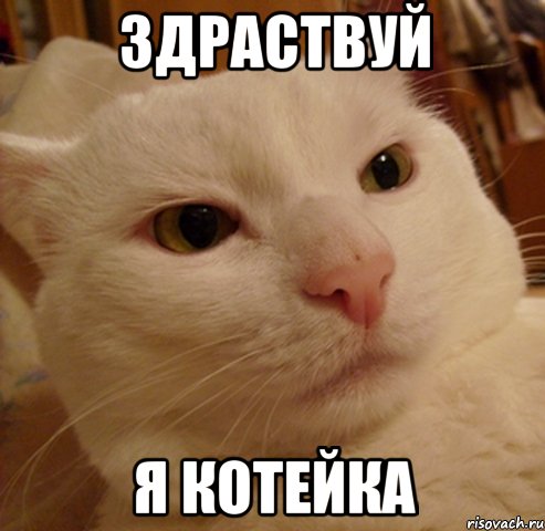 здраствуй я котейка