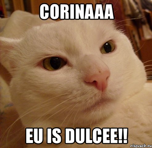 corinaaa eu is dulcee!!, Мем Дерзкий котэ