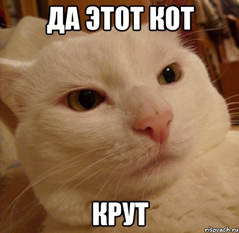 да этот кот крут, Мем Дерзкий котэ