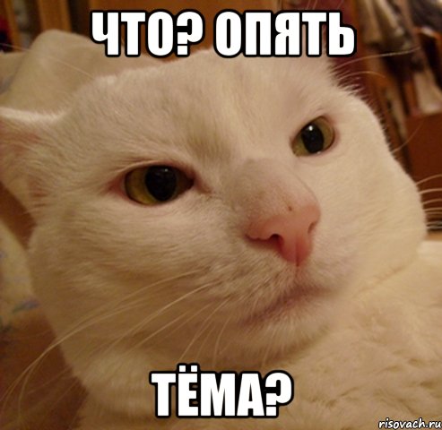 что? опять тёма?, Мем Дерзкий котэ