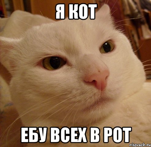 я кот ебу всех в рот