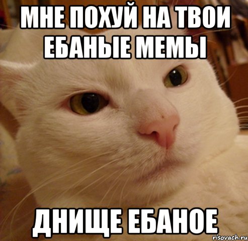 мне похуй на твои ебаные мемы днище ебаное, Мем Дерзкий котэ