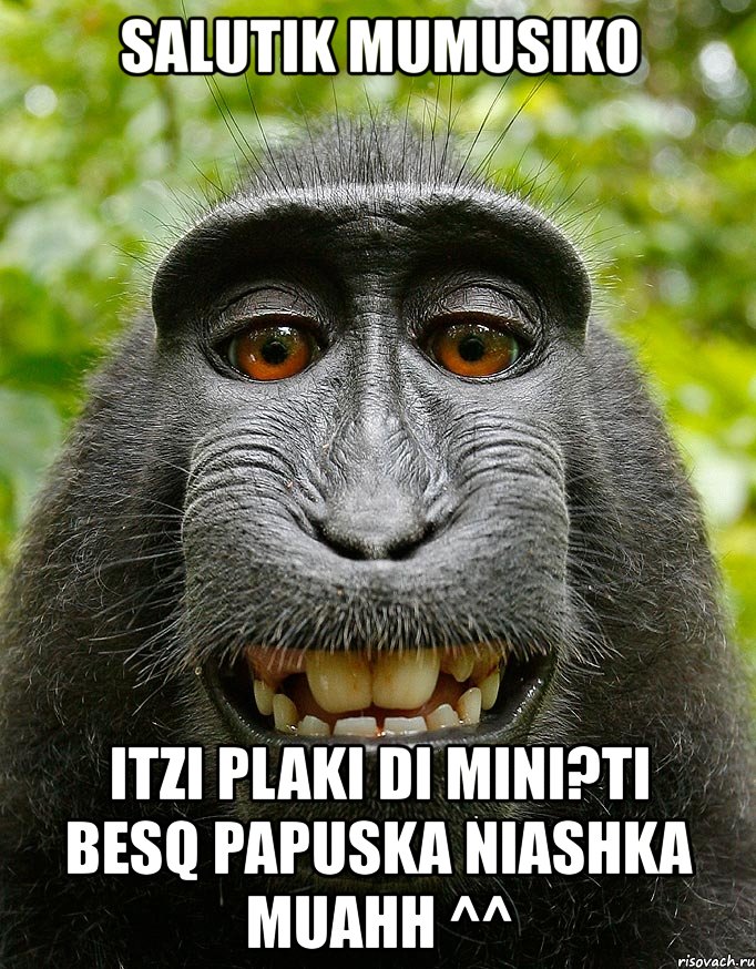 salutik mumusiko itzi plaki di mini?ti besq papuska niashka muahh ^^, Мем  Довольная обезьяна