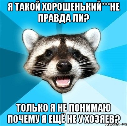 я такой хорошенький***не правда ли? только я не понимаю почему я ещё не у хозяев?, Мем Енот-Каламбурист