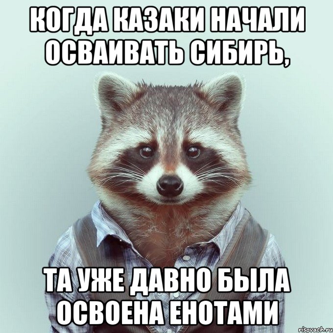 когда казаки начали осваивать сибирь, та уже давно была освоена енотами, Мем  Енот в рубашке