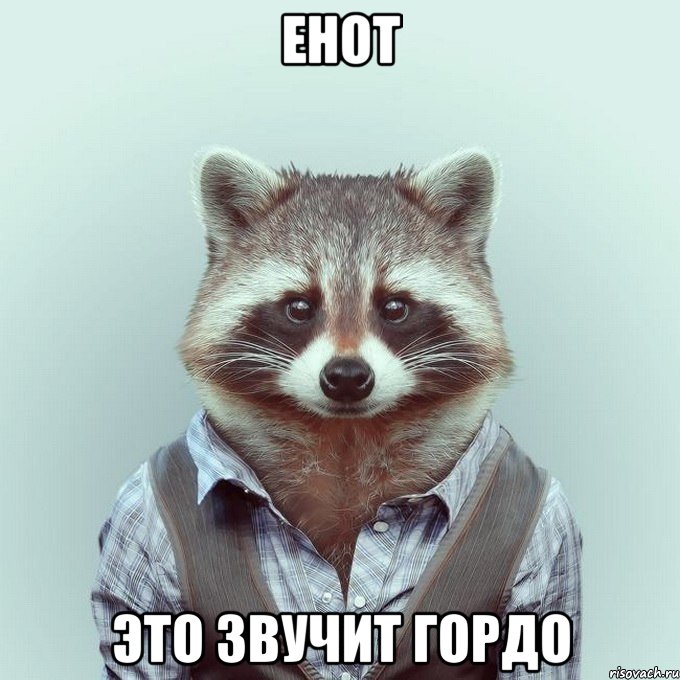 енот это звучит гордо