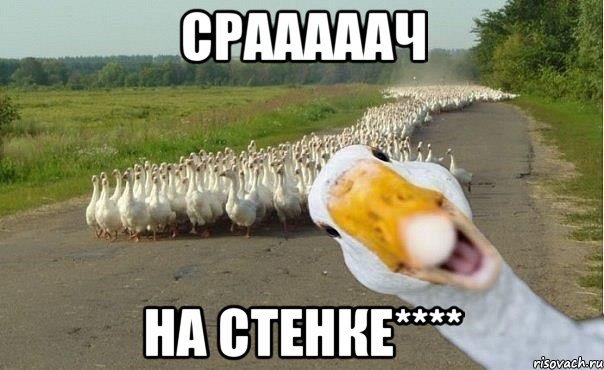 срааааач на стенке****