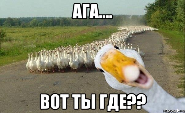 ага.... вот ты где??, Мем гуси