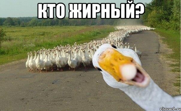 кто жирный? , Мем гуси