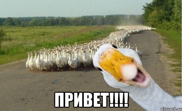  привет!!!, Мем гуси