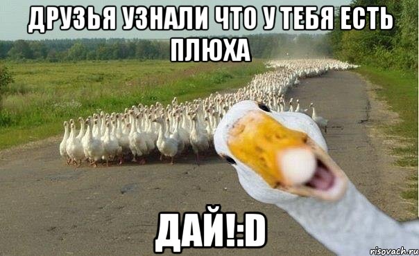 друзья узнали что у тебя есть плюха дай!:d, Мем гуси