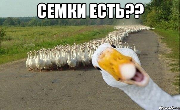 семки есть?? , Мем гуси