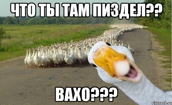 что ты там пиздел?? вахо???