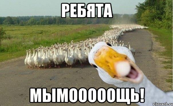 ребята мымооооощь!, Мем гуси