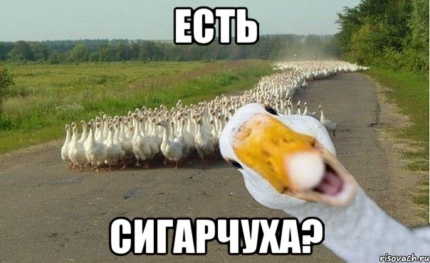 есть сигарчуха?, Мем гуси