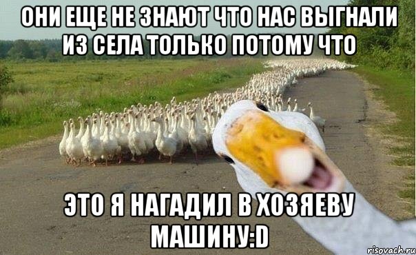 они еще не знают что нас выгнали из села только потому что это я нагадил в хозяеву машину:d, Мем гуси