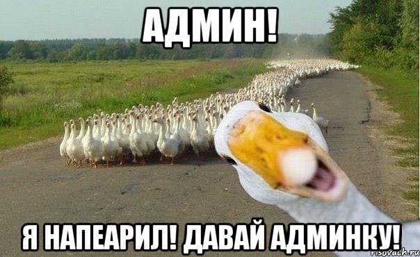 админ! я напеарил! давай админку!, Мем гуси