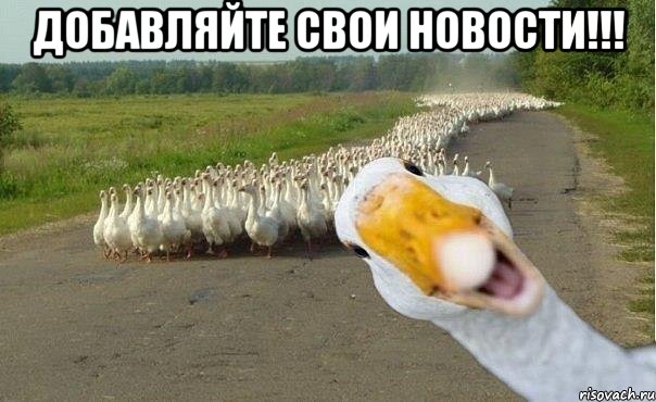 добавляйте свои новости!!! , Мем гуси