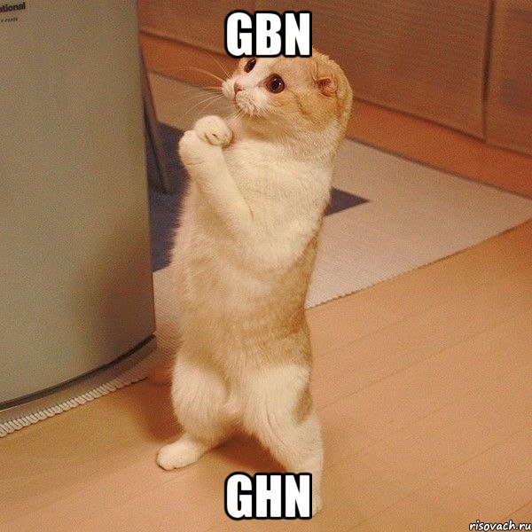 gbn ghn, Мем  котэ молится