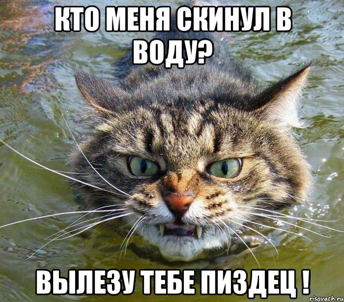 кто меня скинул в воду? вылезу тебе пиздец !, Мем котэ