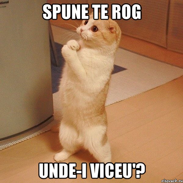 spune te rog unde-i viceu'?, Мем  котэ молится